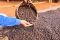 Dried robusta coffee beans. Royalty Free Stock Photo