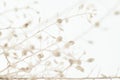 Dried romantic elegant beige flowers branches for wedding poster invitation and wallpaper on light background macro