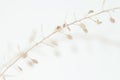 Dried romantic elegant beige flowers one branch for minimalism poster invitation and wallpaper on light background macro