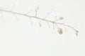 Dried romantic elegant beige flowers one branch for minimalism wedding or tender poster invitation and wallpaper on light