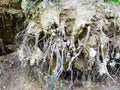 Dried roots of fallen uprooted tree close up