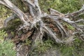 Dried roots of unrooted tree, Black Forest, Germany