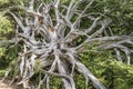 Dried roots of unrooted tree make a piece of art, Black Forest, Germany Royalty Free Stock Photo