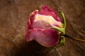 Dried Rose