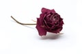 Dried rose blossom