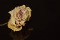Dried rose bud on a black background. Close-up Royalty Free Stock Photo