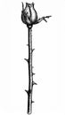 Dried Rose Bud with Thorns Black and White Line Drawing Royalty Free Stock Photo