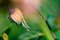 Dried rose bud