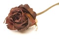 Dried Rose Close-up Royalty Free Stock Photo