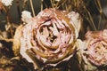 Dried rose close up. dried flower background Royalty Free Stock Photo