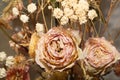 Dried rose close up. dried flower background Royalty Free Stock Photo