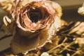 Dried rose close up. dried flower background Royalty Free Stock Photo