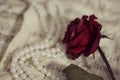 Dried rose, lying next to the pearl necklace on the sheet music in ventage style, close-up. Royalty Free Stock Photo