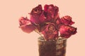 Dried rose Royalty Free Stock Photo