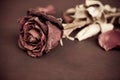 Dried rose, Dead rose Royalty Free Stock Photo