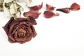 Dried rose, Dead rose Royalty Free Stock Photo