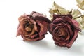 Dried rose, Dead rose Royalty Free Stock Photo