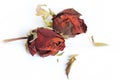 Dried rose Royalty Free Stock Photo