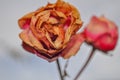 Dried rose flower Royalty Free Stock Photo