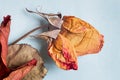 Dried rose flower on a light background Royalty Free Stock Photo