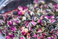 Dried rose flower tea close-up Royalty Free Stock Photo