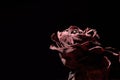 Dried rose flower. Valentine`s Day. Love