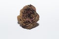 Dried rose flower. Withered plants. Bud herbarium.