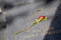 dried rose on a grave