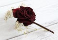 Dried rose and gypsophila Royalty Free Stock Photo