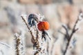 Dried rose hip on a bush on a frosty winter morning Royalty Free Stock Photo