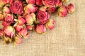 Dried pink rose heads on linen cloth. Closeup Royalty Free Stock Photo