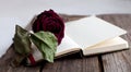 Dried rose laying over an open book close up Royalty Free Stock Photo