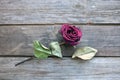 Dried rose laying over wooden table Royalty Free Stock Photo