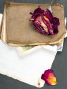 Dried rose, old book and empty photograph Royalty Free Stock Photo