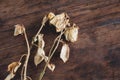 Dried rose on old wooden background. Vintage style. Royalty Free Stock Photo