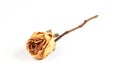Dried rose over white Royalty Free Stock Photo