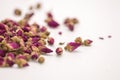 Dried rose petal flower on isolate white background.Blurred close up dried roses flower tea on white background. Royalty Free Stock Photo