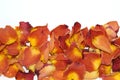 Dried rose petals