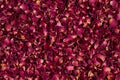 Dried rose petals as background. Purple rose flowers, close-up Royalty Free Stock Photo