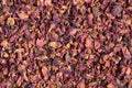 Dried rose petals Royalty Free Stock Photo