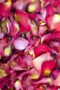 Dried rose petals Royalty Free Stock Photo