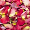 Dried rose petals Royalty Free Stock Photo