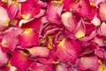 Dried rose petals Royalty Free Stock Photo