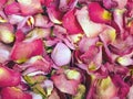 Dried rose petals texture Royalty Free Stock Photo