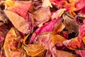 Dried rose petals for use as tea or in the cosmetic industry, Royalty Free Stock Photo