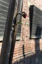 Dried rose on a pole in concentration camp in Auschwitz, Poland.