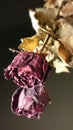 Dried Rose