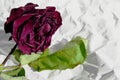 Dried rose on a sheet of white crumpled paper. close-up. selective focus Royalty Free Stock Photo