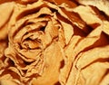 Dried Rose Texture Royalty Free Stock Photo