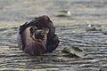 Dried Rose on wooden background, broken heart concept